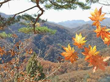 【光大金工】市场大市值风格明显，大宗交易组合高位震荡——量化组合跟踪周报20241221